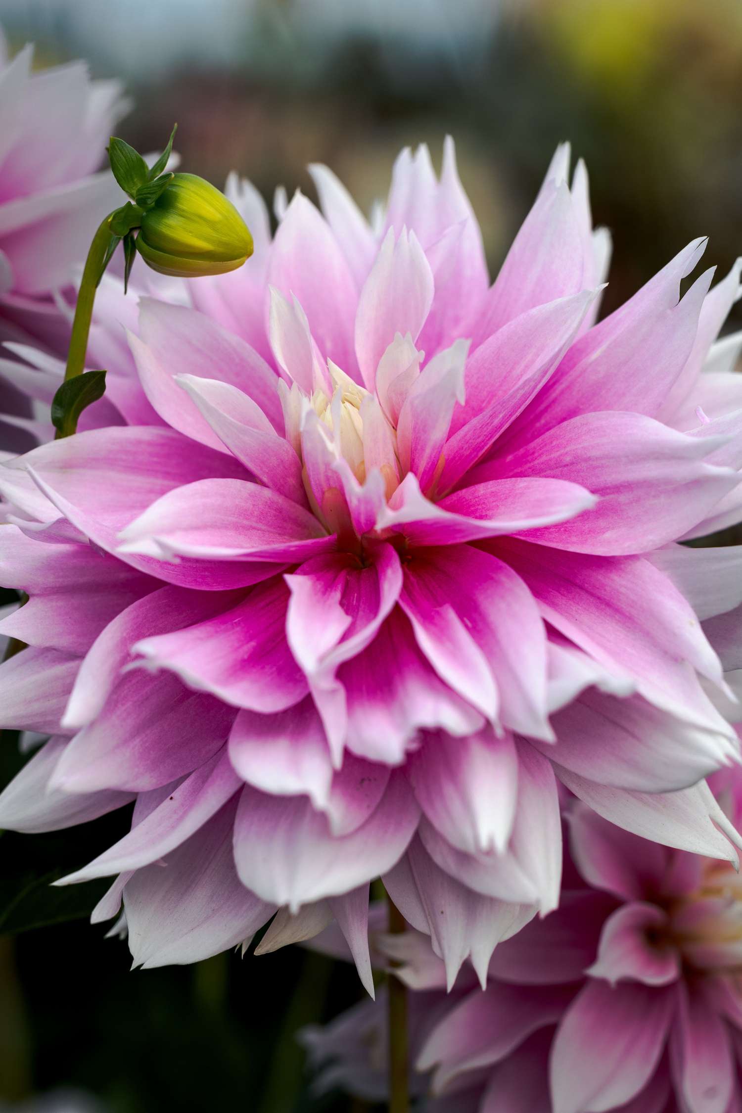 Dahlia 'Evanah'